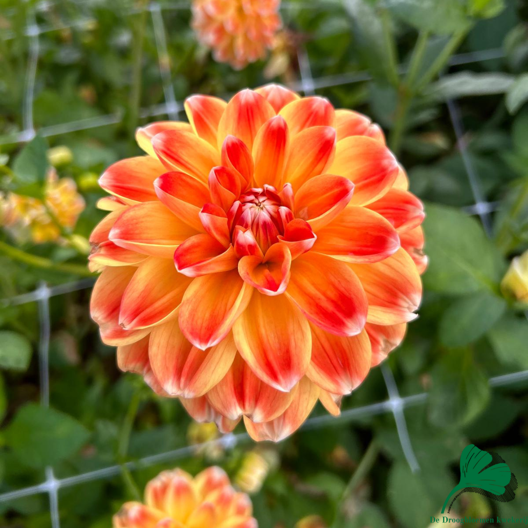 Dahlia Hapet Harmony | Decorative Small Flowered