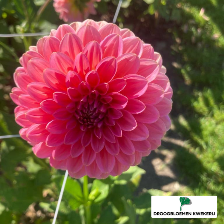 Dahlia Pink Runner