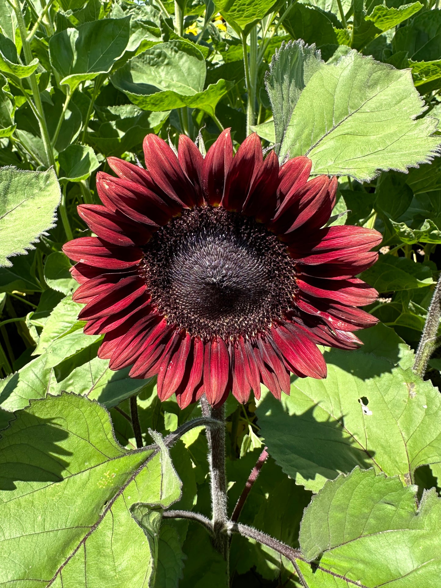 Helianthus Procut red