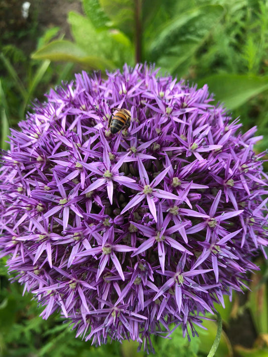 Allium Bol - Allium gladiator 10 stuks