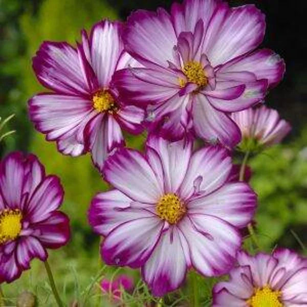 Cosmea fizzy rosé picote