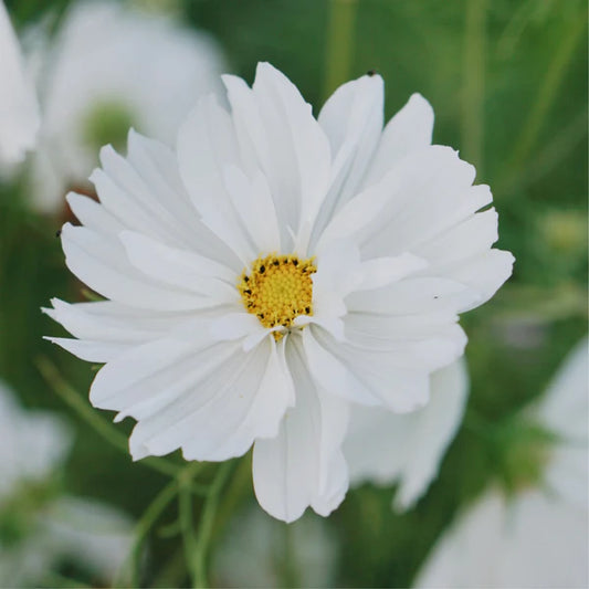 Cosmea Fizzy white