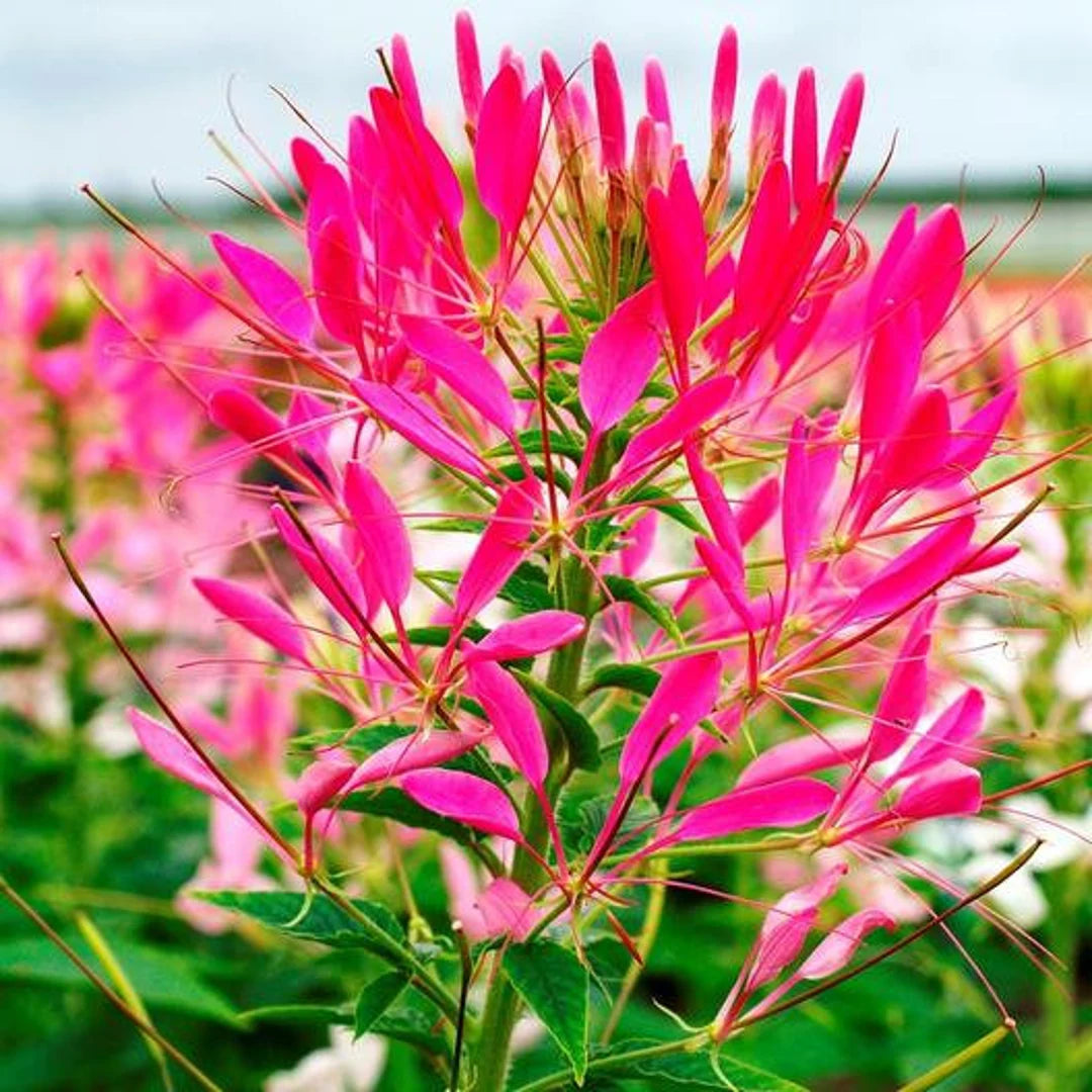 Cleome hassleriana cherry queen