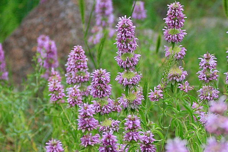 monarda citriodora