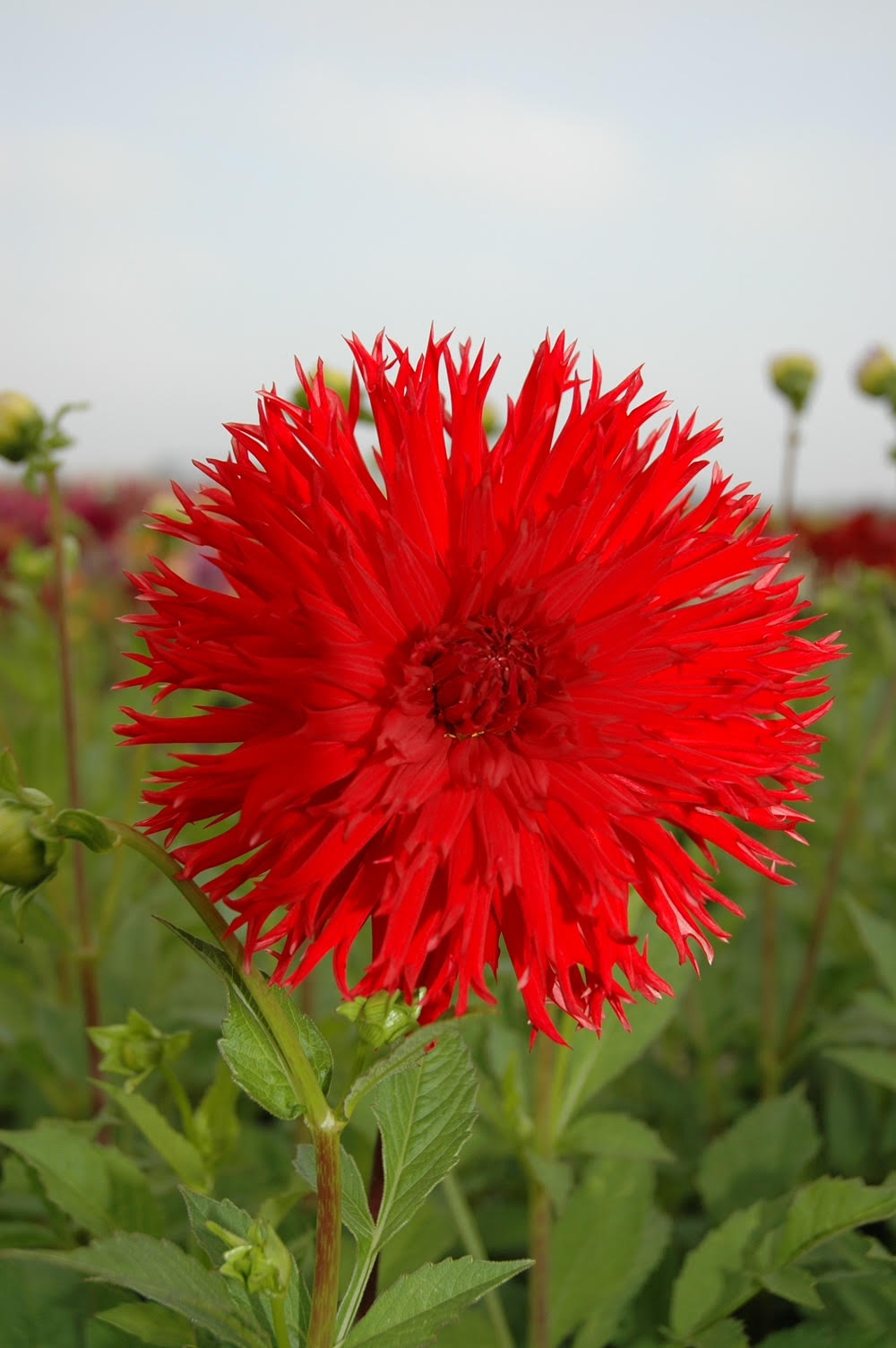 Dahlia Fimbriata Apache