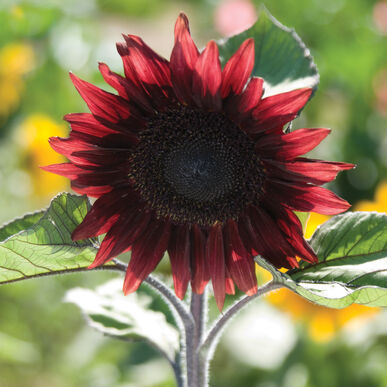 Helianthus Procut red