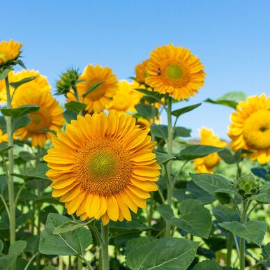Zonnenbloemen collectie