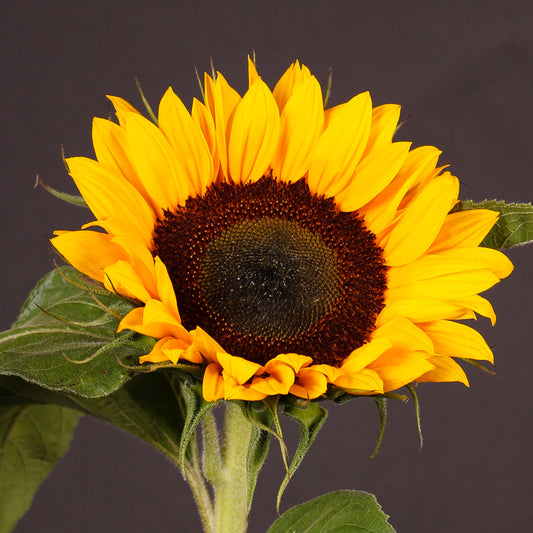 Helianthus Sunrich Orange