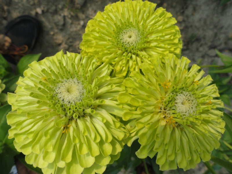 Zinnia Lime