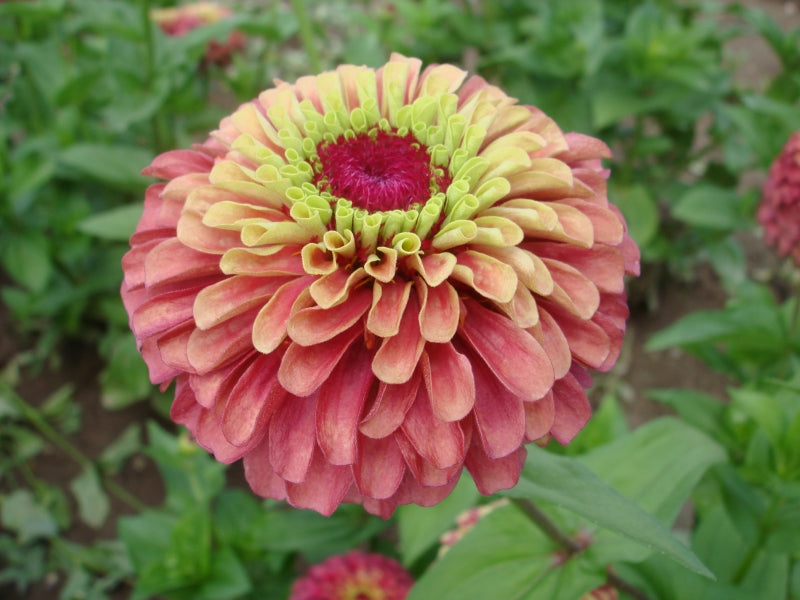 Zinnia Red Lime
