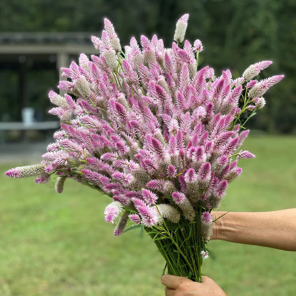 Celosia Flamingo Feather