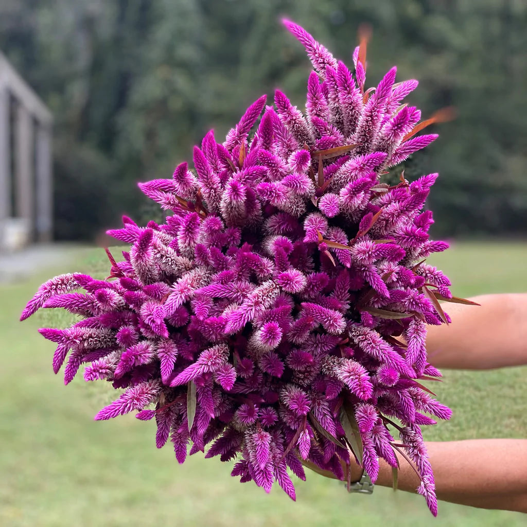 Celosia Flamingo Purper