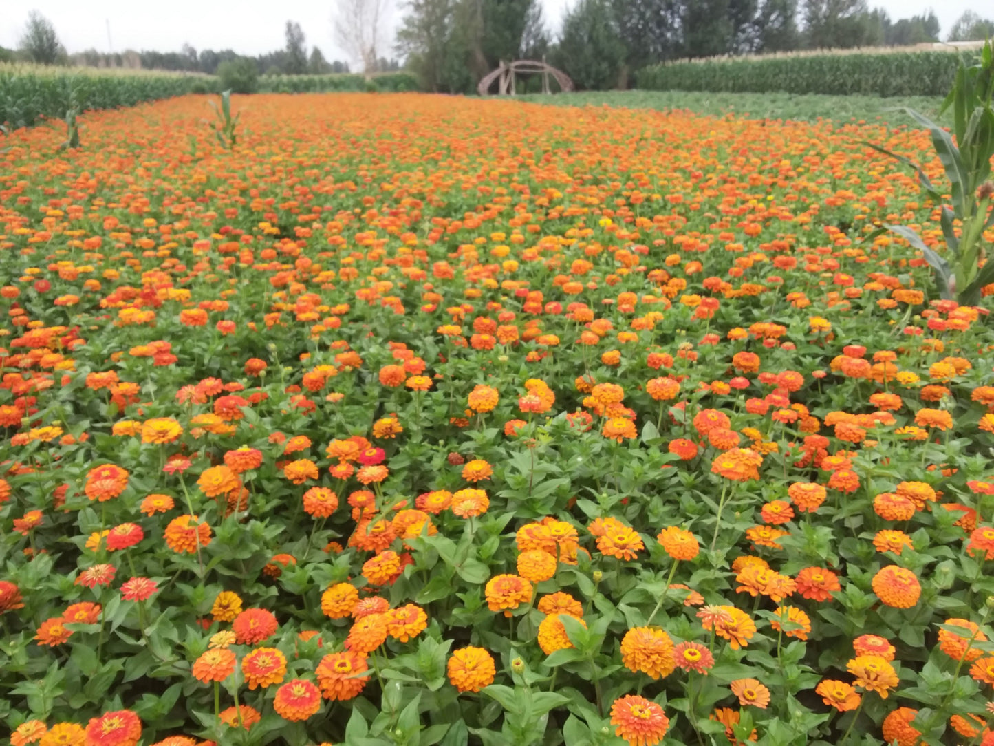 Zinnia elegans - Dahlia bloemig Orange