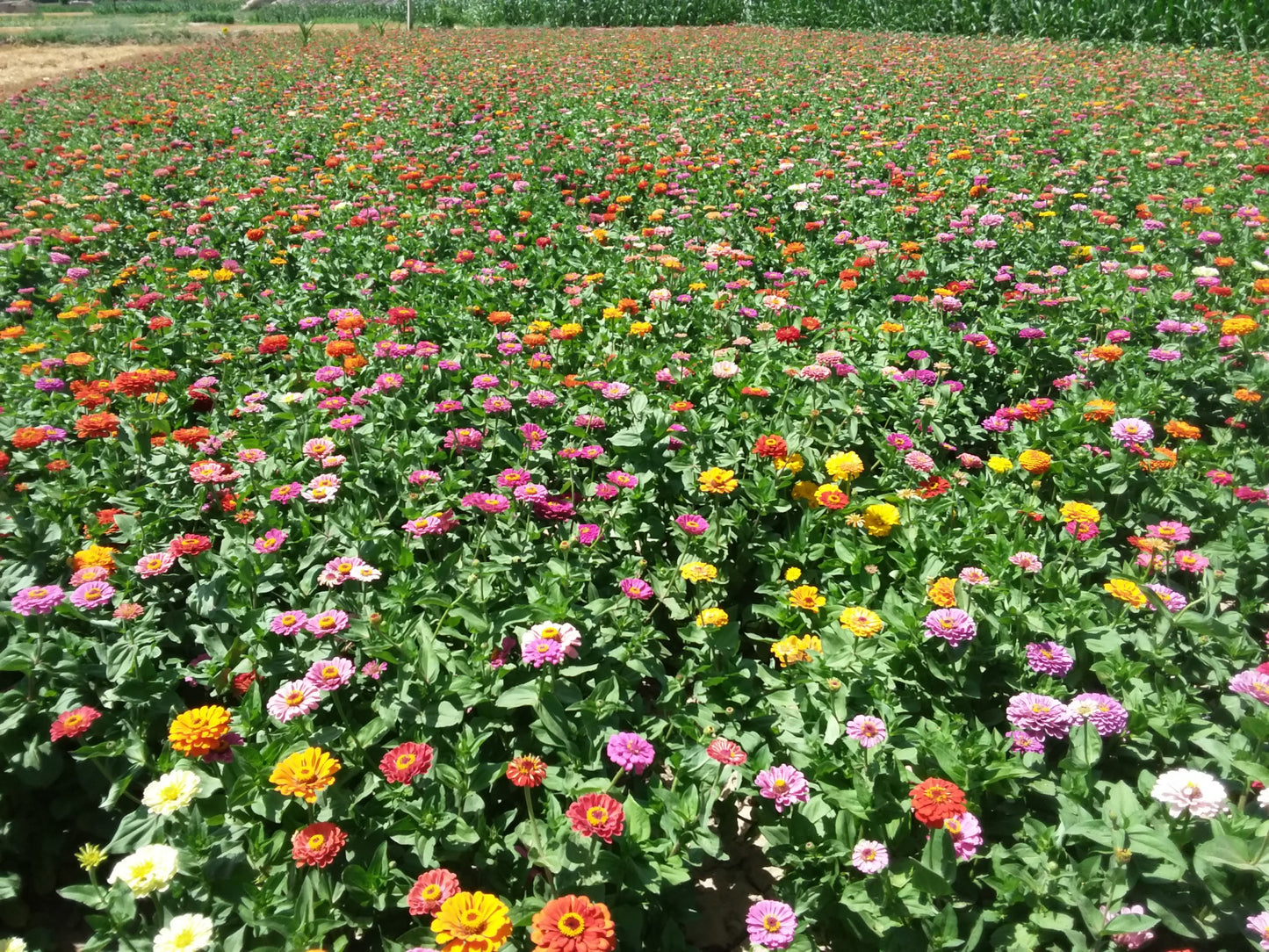 Zinnia elegans - Dahlia bloemig gemengd zaad