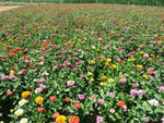Afbeelding in Gallery-weergave laden, Pluktuin Collectie 2023
