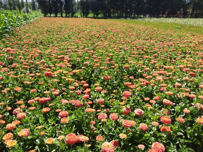 Zinnia elegans - Dahlia bloemig Salmon