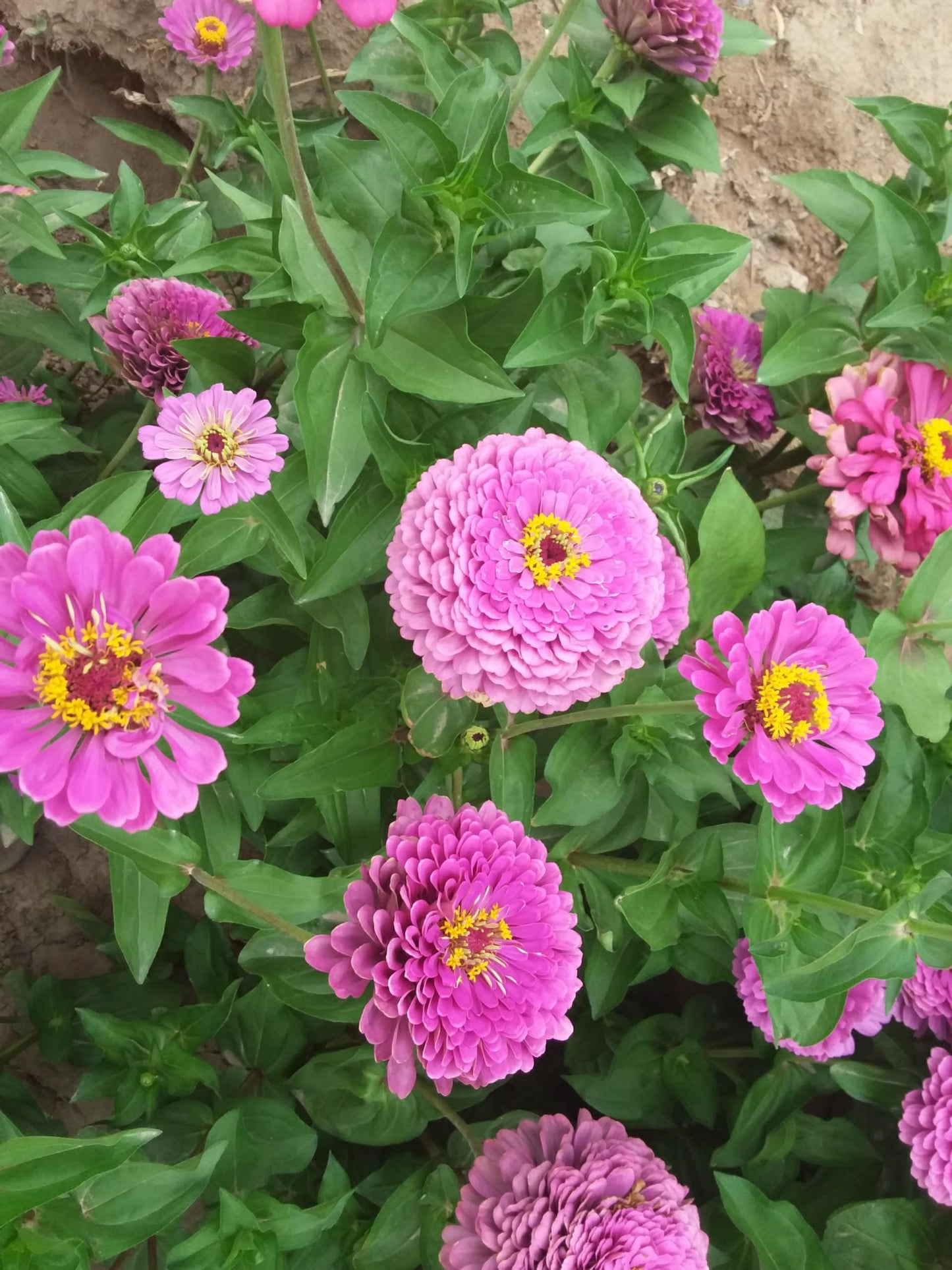 Zinnia elegans - Dahlia bloemig Lilac