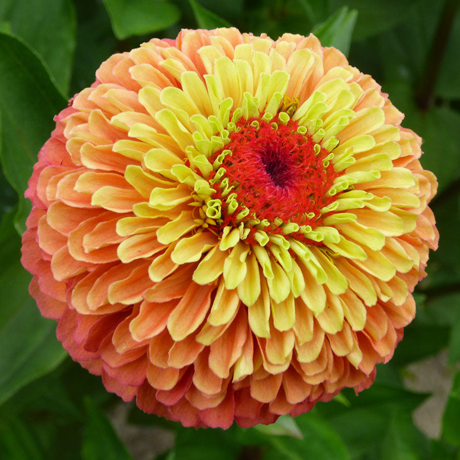 Zinnia Orange Lime