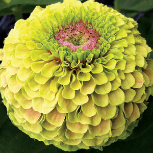 Zinnia Green lime with blust