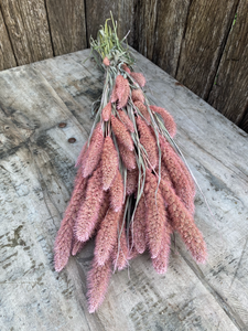 Setaria Frosted Pink