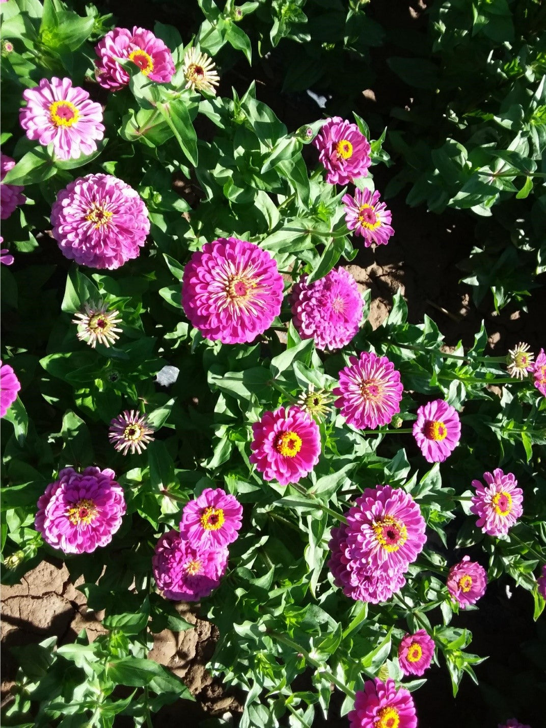 Zinnia elegans - Dahlia bloemig Pink