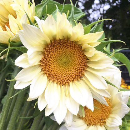 Zonnenbloemen collectie