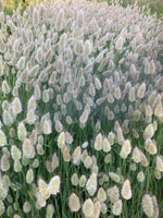 Afbeelding in Gallery-weergave laden, Lagurus ovatus
