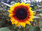 Afbeelding in Gallery-weergave laden, Zonnenbloemen collectie
