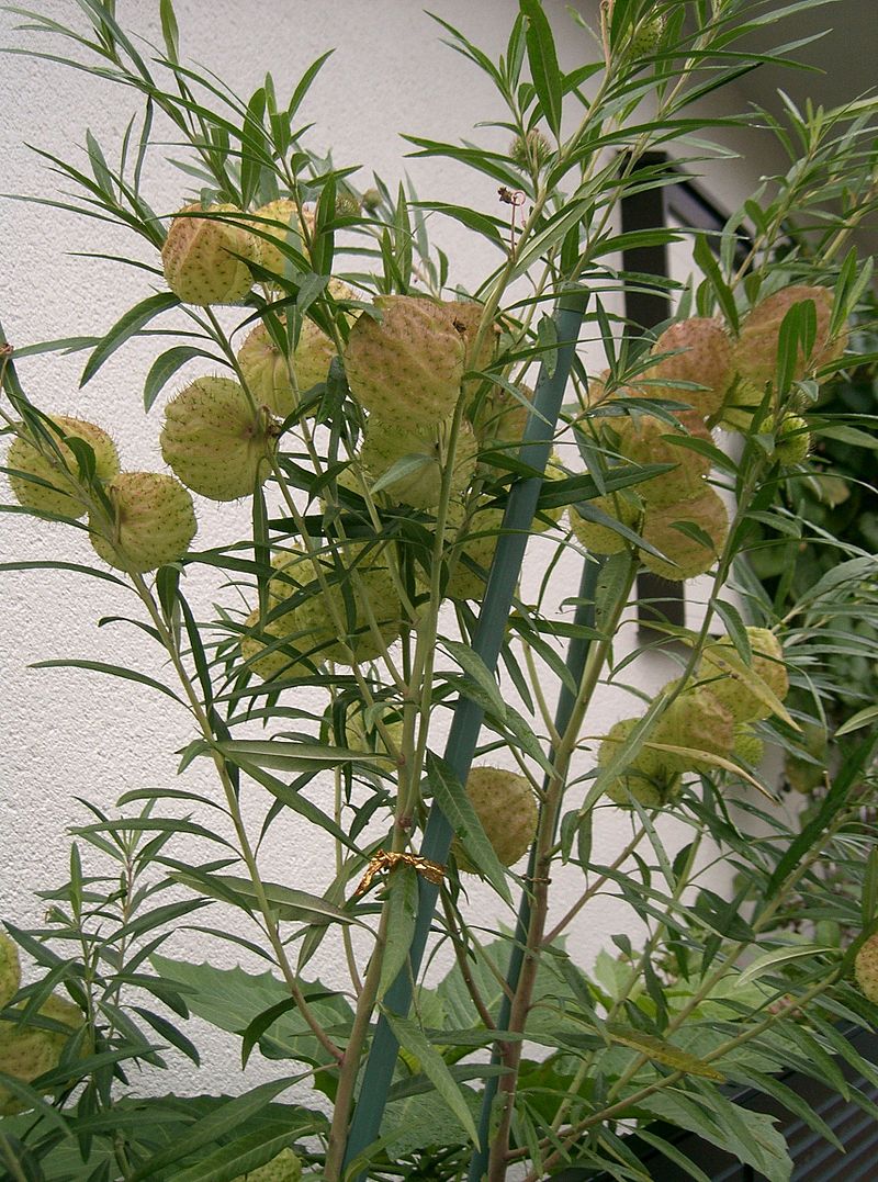 Gomphocarpus fruticosus Cotton Bush