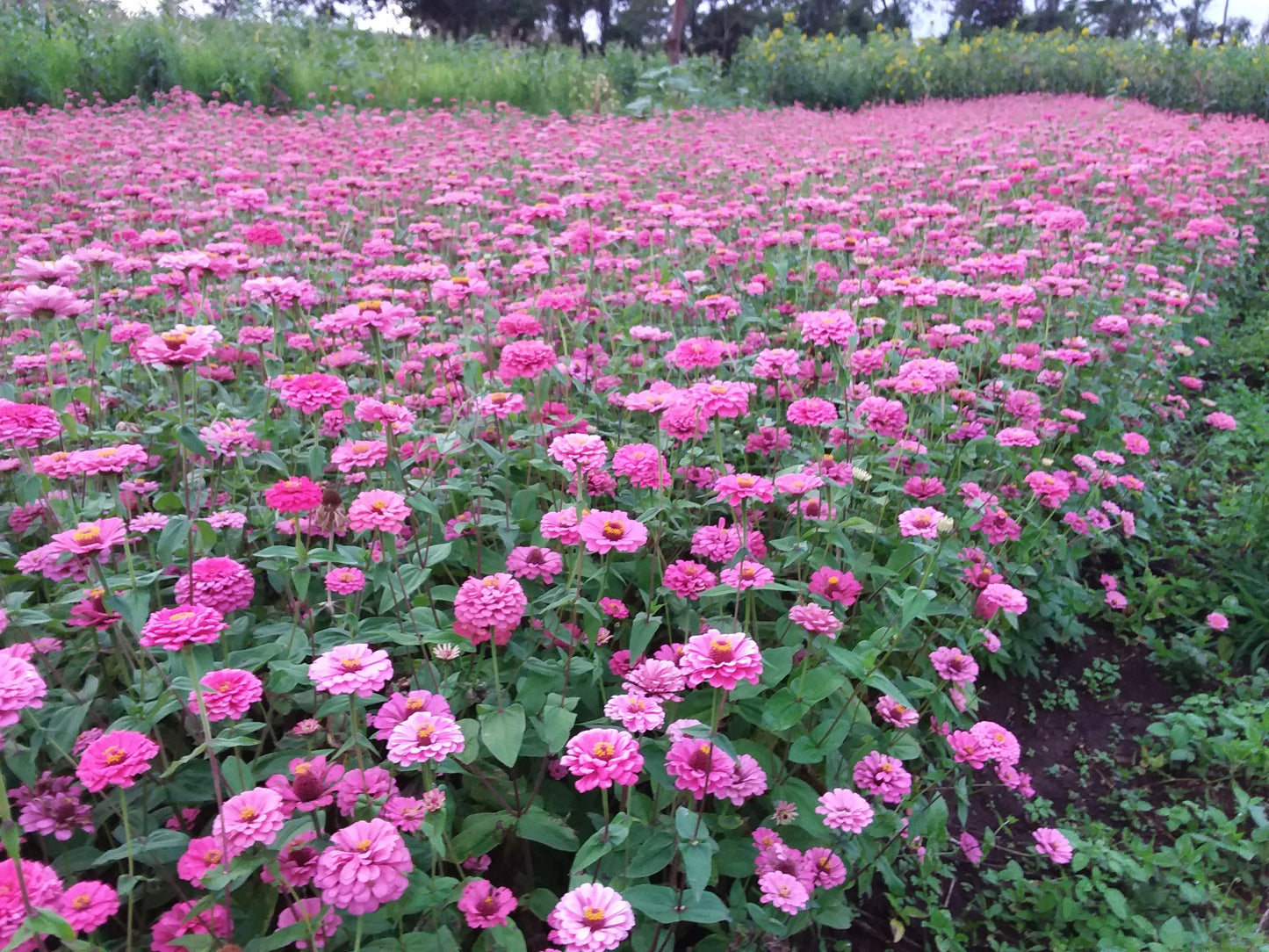 Zinnia elegans - Dahlia bloemig Pink