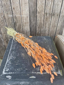 Phalaris Frosted Zalm