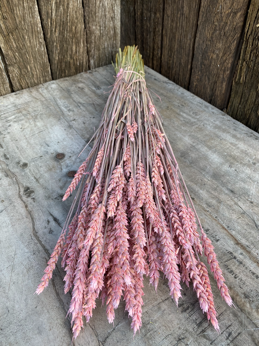 Triticum Frosted Pink