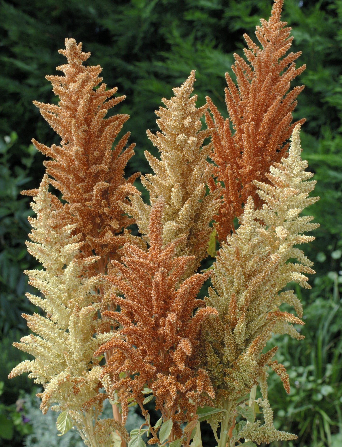 Amaranthus Cruentus Herfst Pallet Kleuren