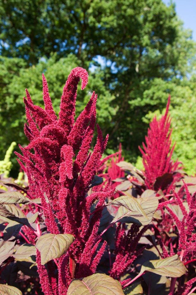 Amaranthus Red Garnet