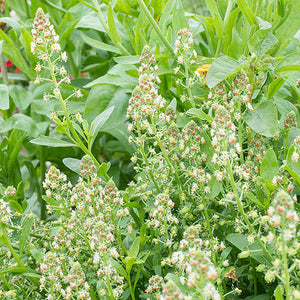Reseda Odorata Ameliorata
