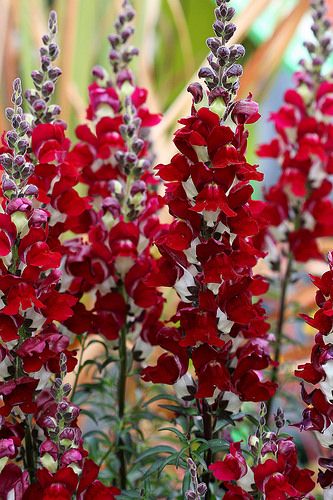 Antirrhinum Majus Day and Night