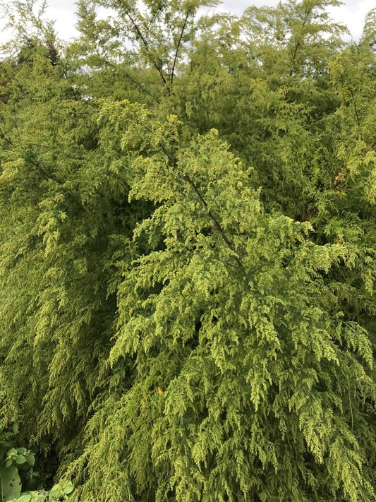 Artemisia annua Sweet Annie