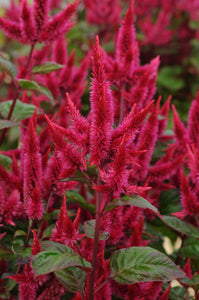 Celosia Celway Cerise Red