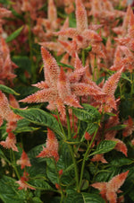 Afbeelding in Gallery-weergave laden, Celosia Celway Salmon
