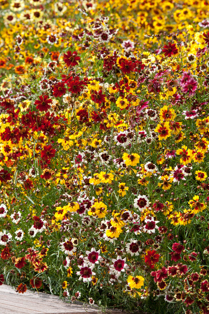 Coreopsis Incredible Mix