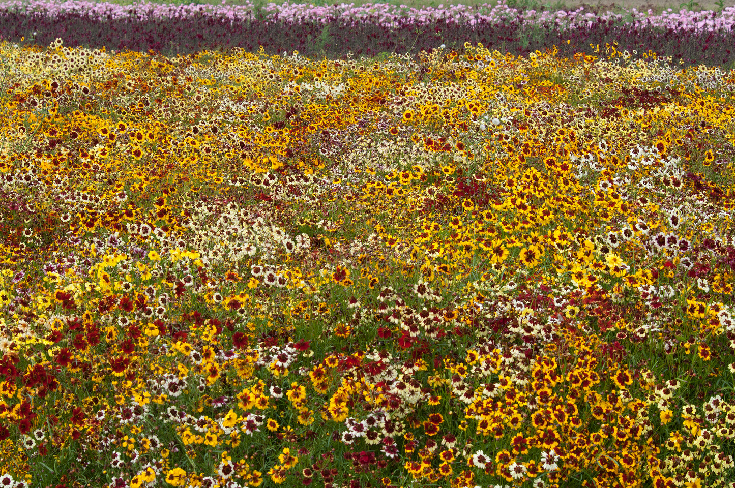 Coreopsis Incredible Mix