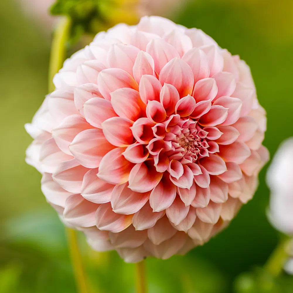 Dahlia Peaches