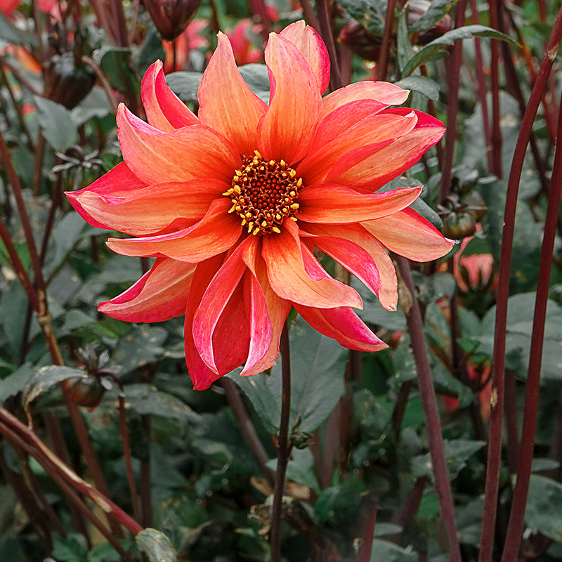 Dahlia Waltzing Mathilda