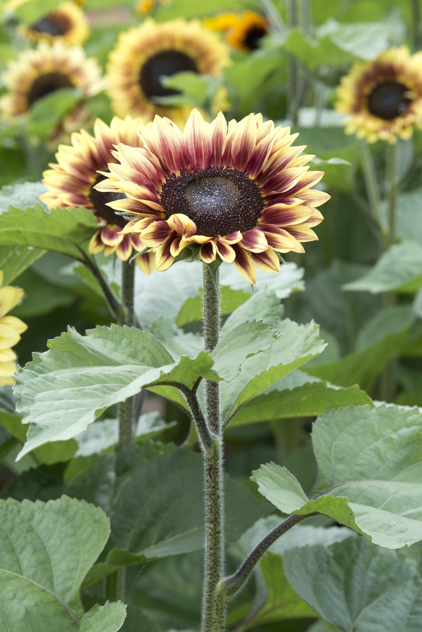 Helianthus Marley