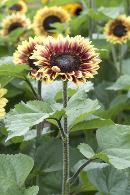 Zonnenbloemen collectie