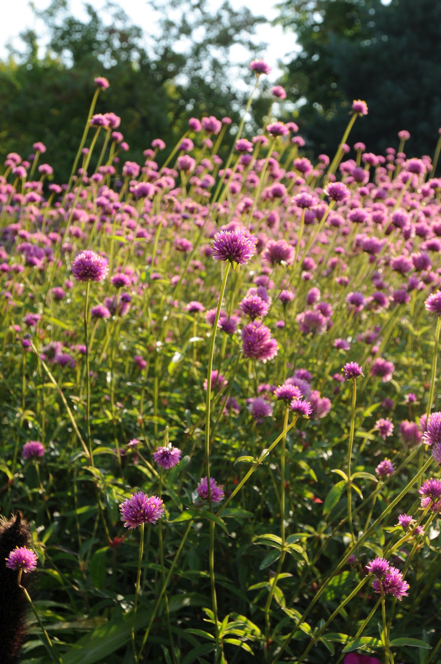 Gomphrena fireworks | Zaden