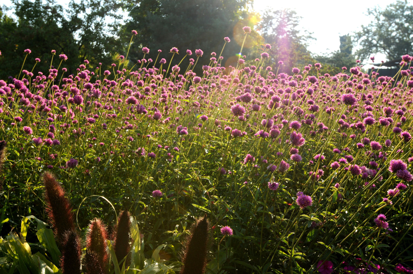 Gomphrena fireworks | Zaden