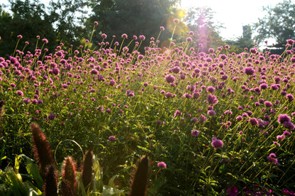 Gomphrena fireworks | Zaden