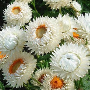 Helichrysum White