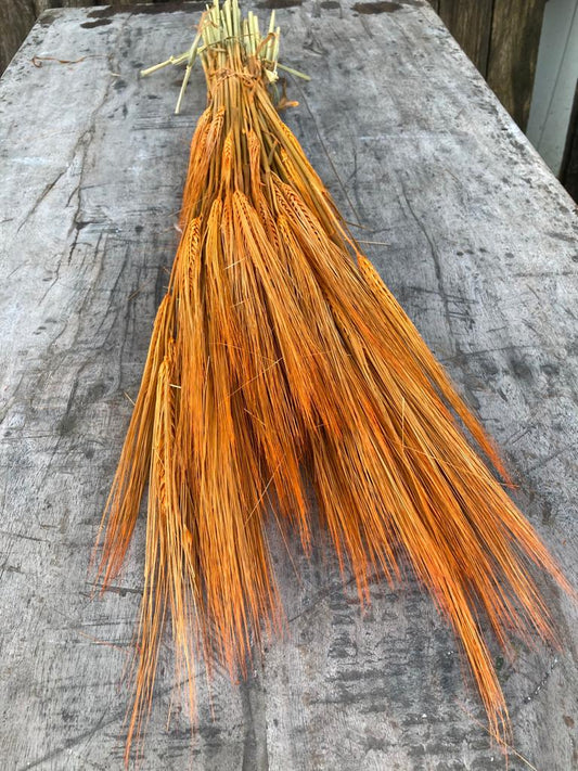 Hordeum Orange